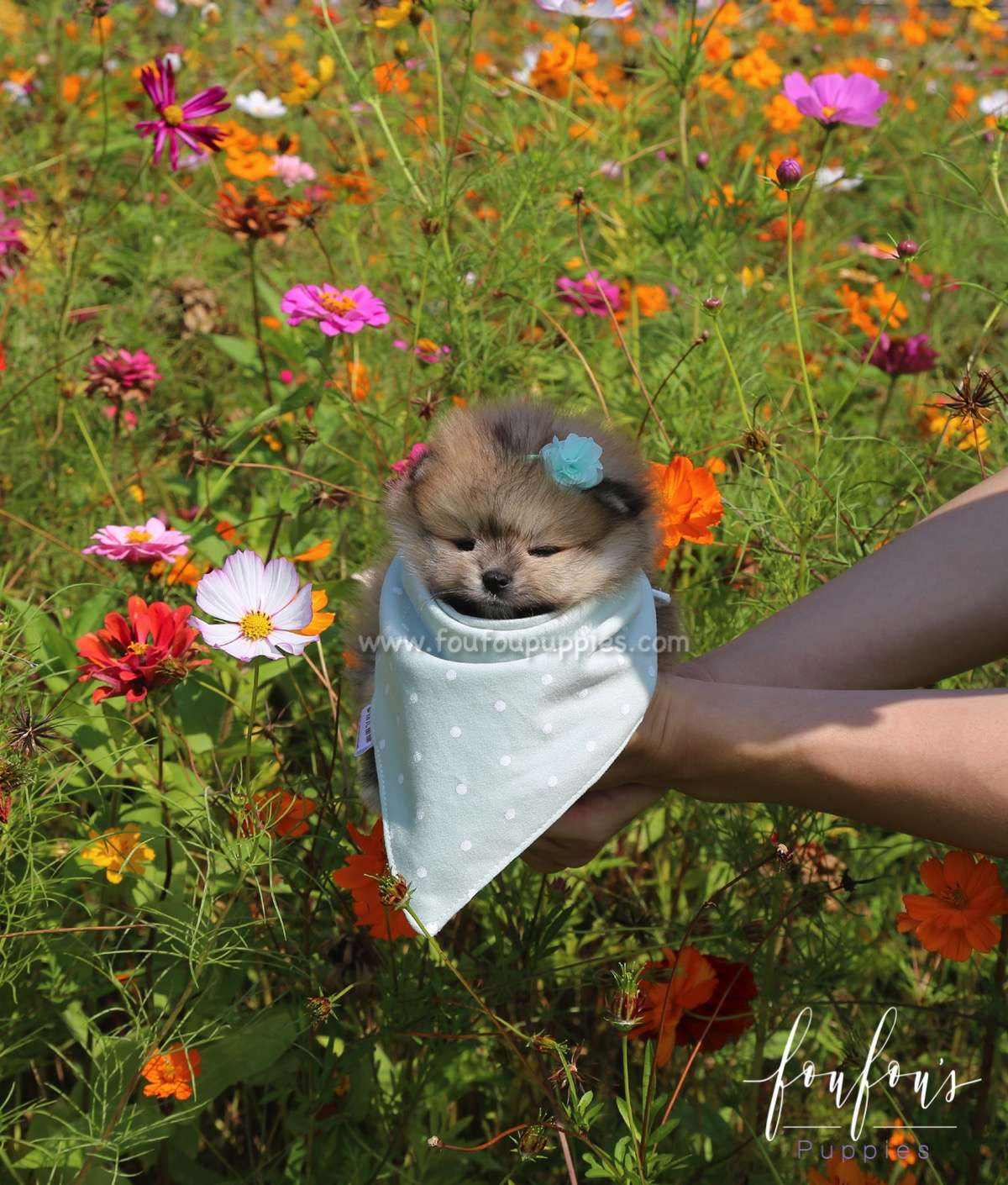 Pooh - Pomeranian M.