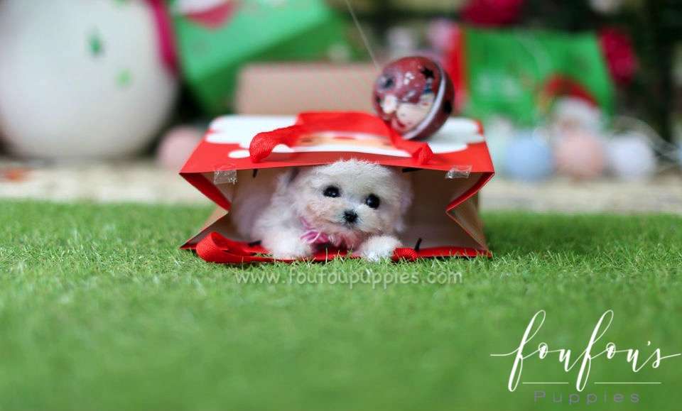 Rover - Poodle M.