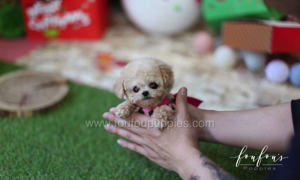 Chaplin - Poodle M.
