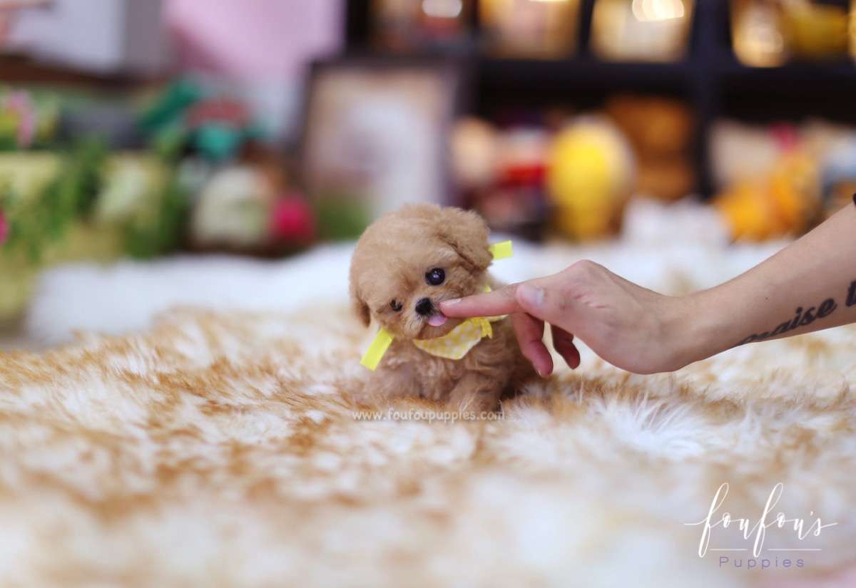 Winnie - Poodle M.
