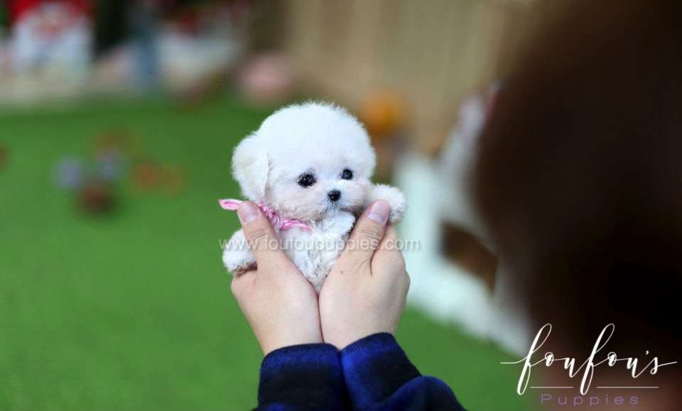 Rover - Poodle M.