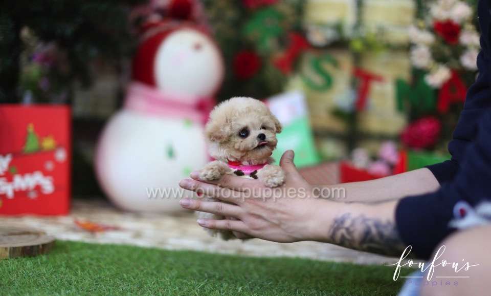 Chaplin - Poodle M.
