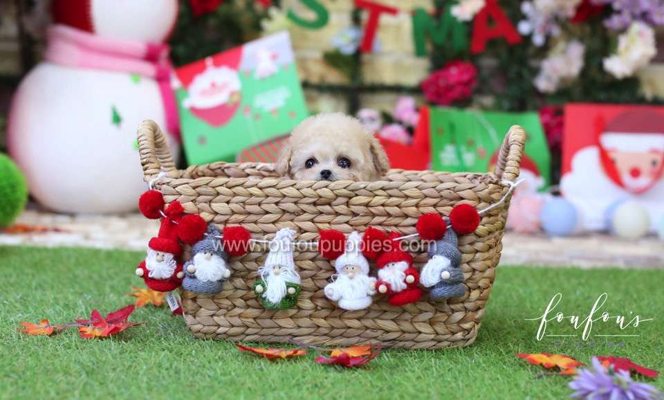 Chaplin - Poodle M.