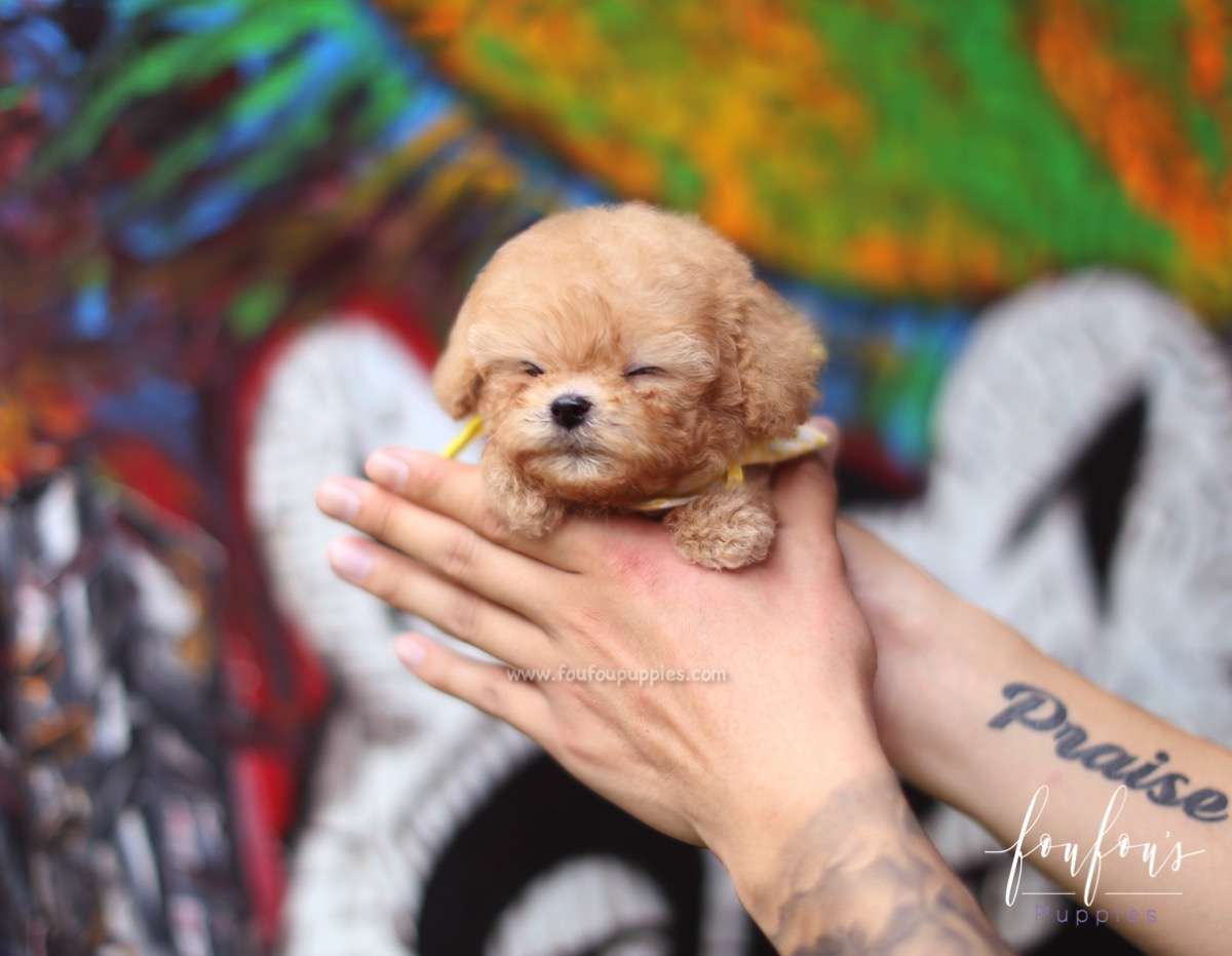 Winnie - Poodle M.