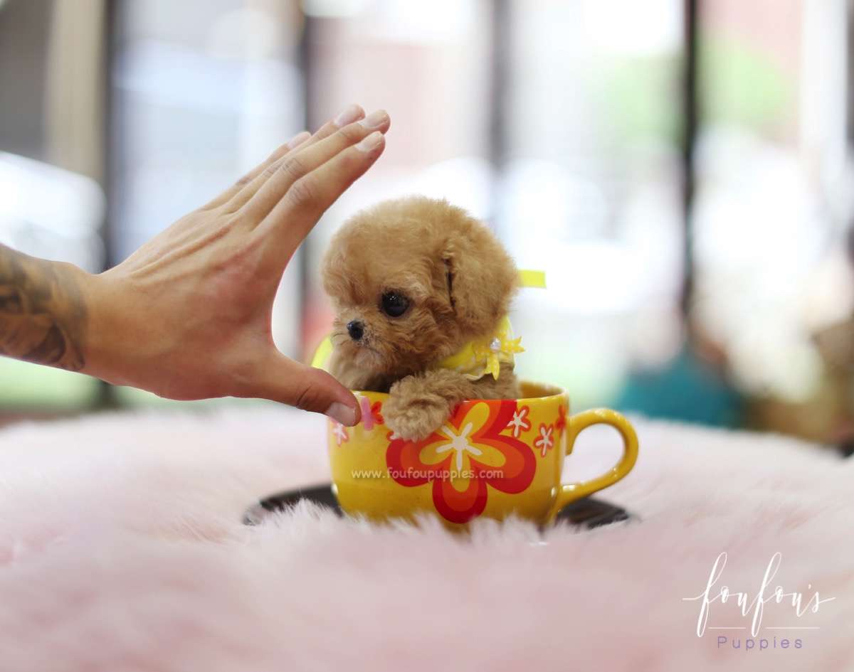 Winnie - Poodle M.