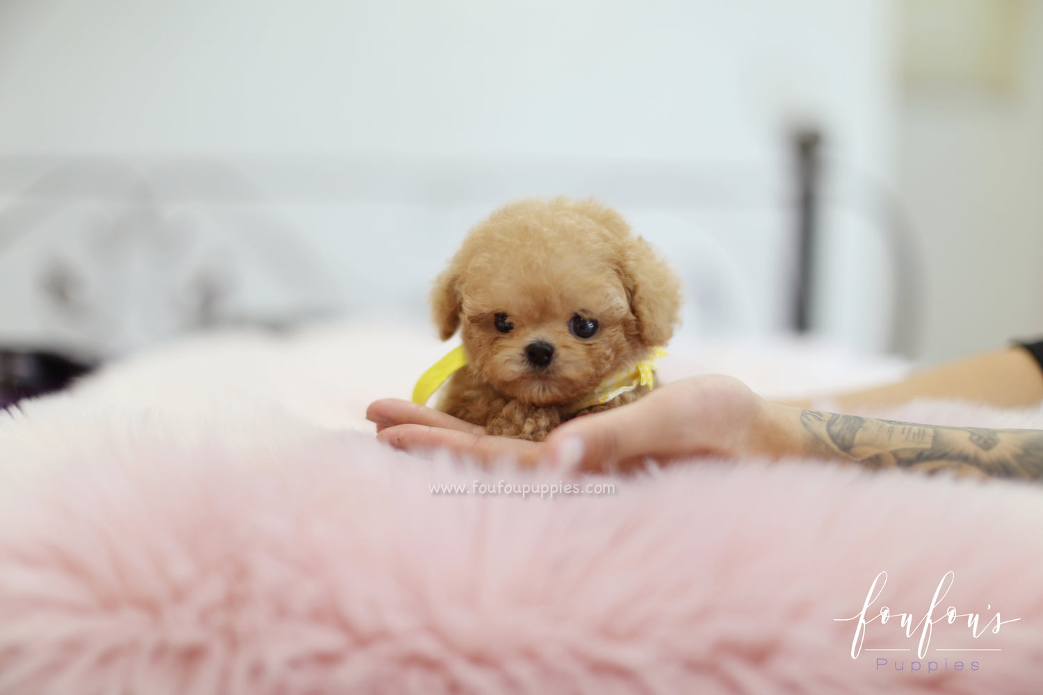 Winnie - Poodle M.
