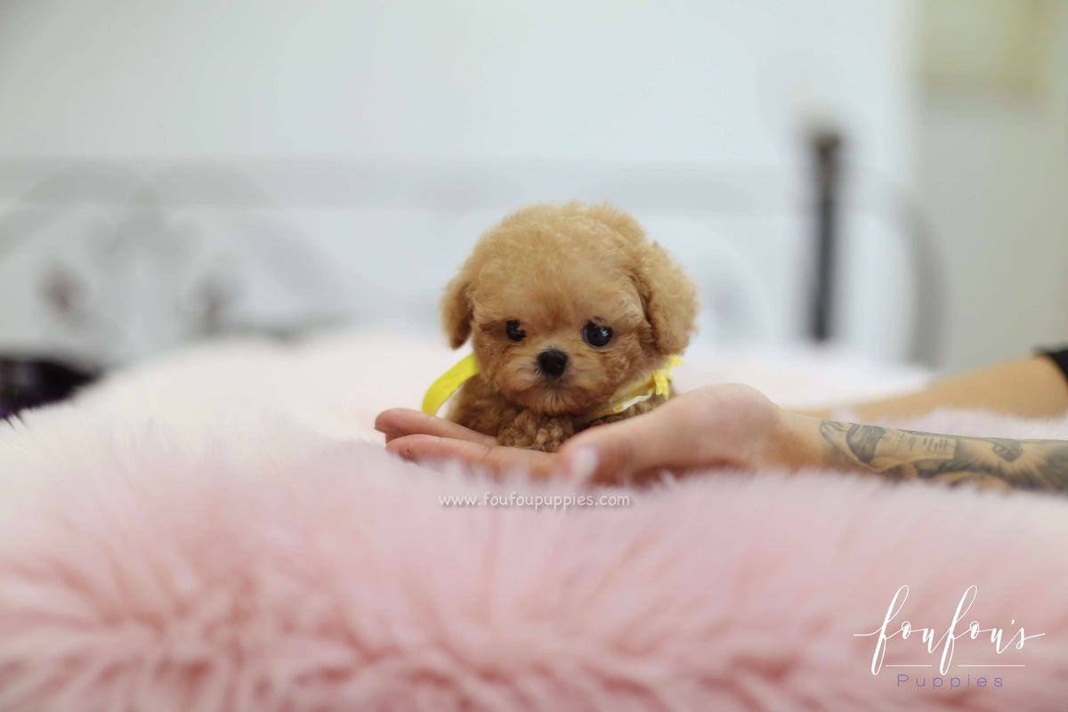 Winnie - Poodle M.