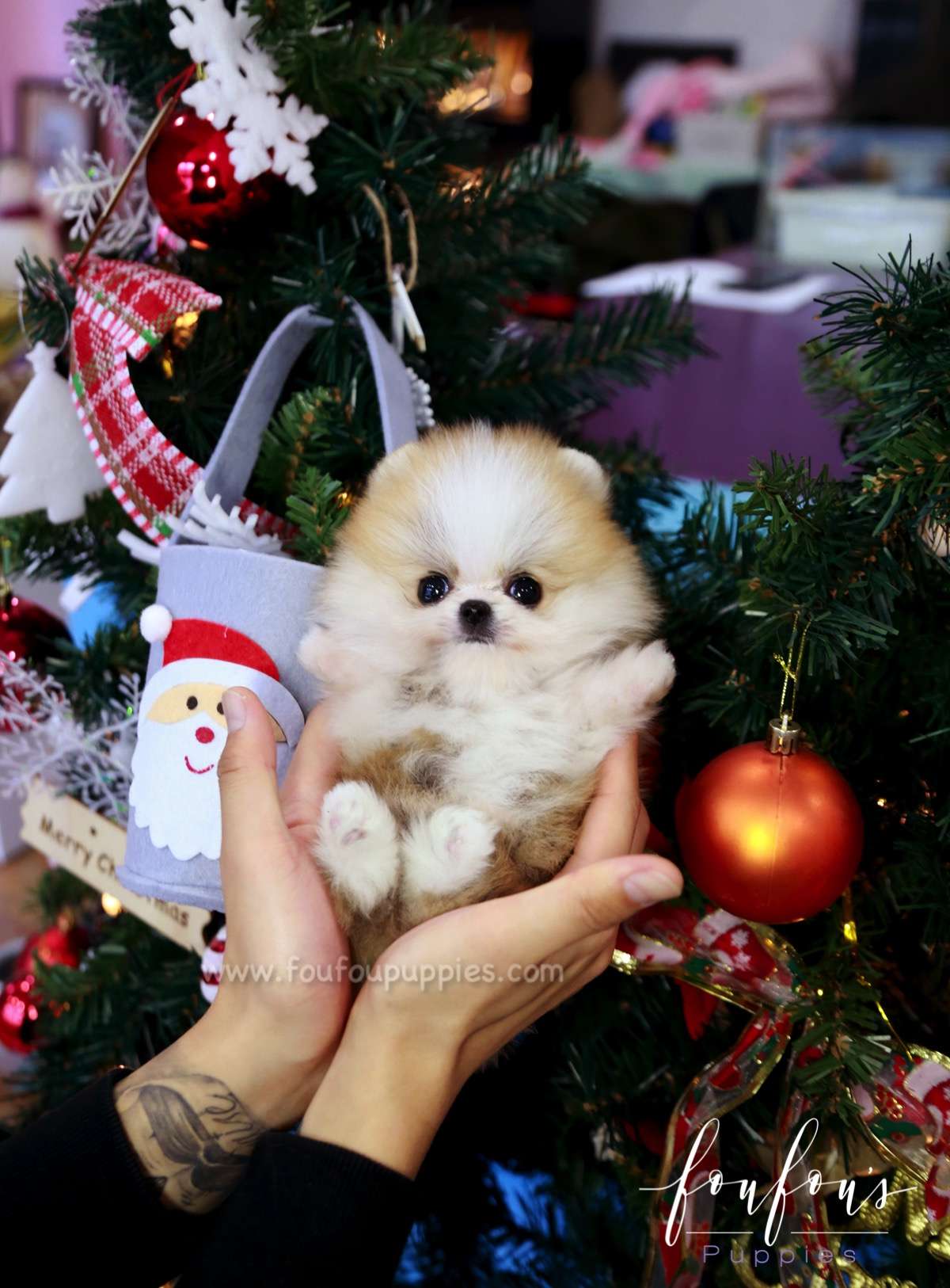 Beverly - Pomeranian M.