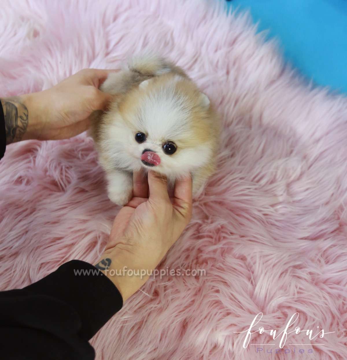 Beverly - Pomeranian M.