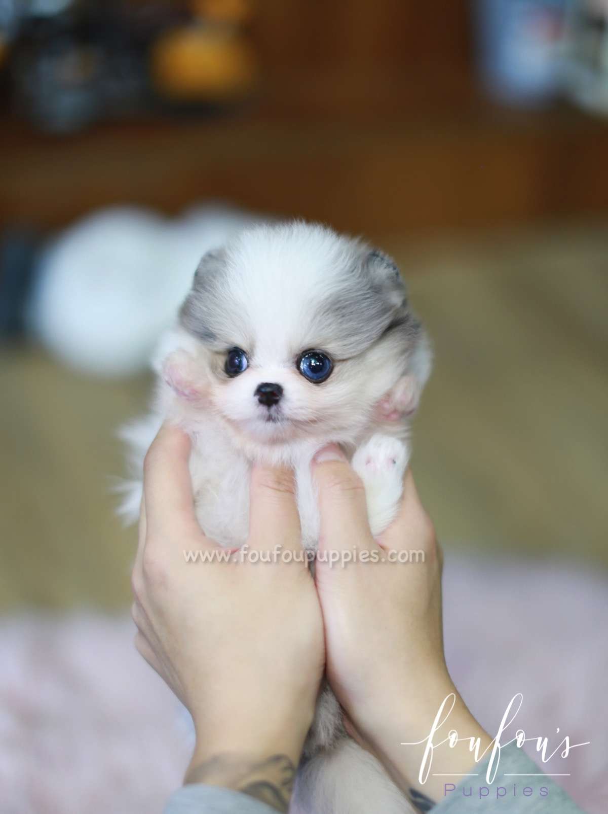 Kiwi - Pomeranian F.