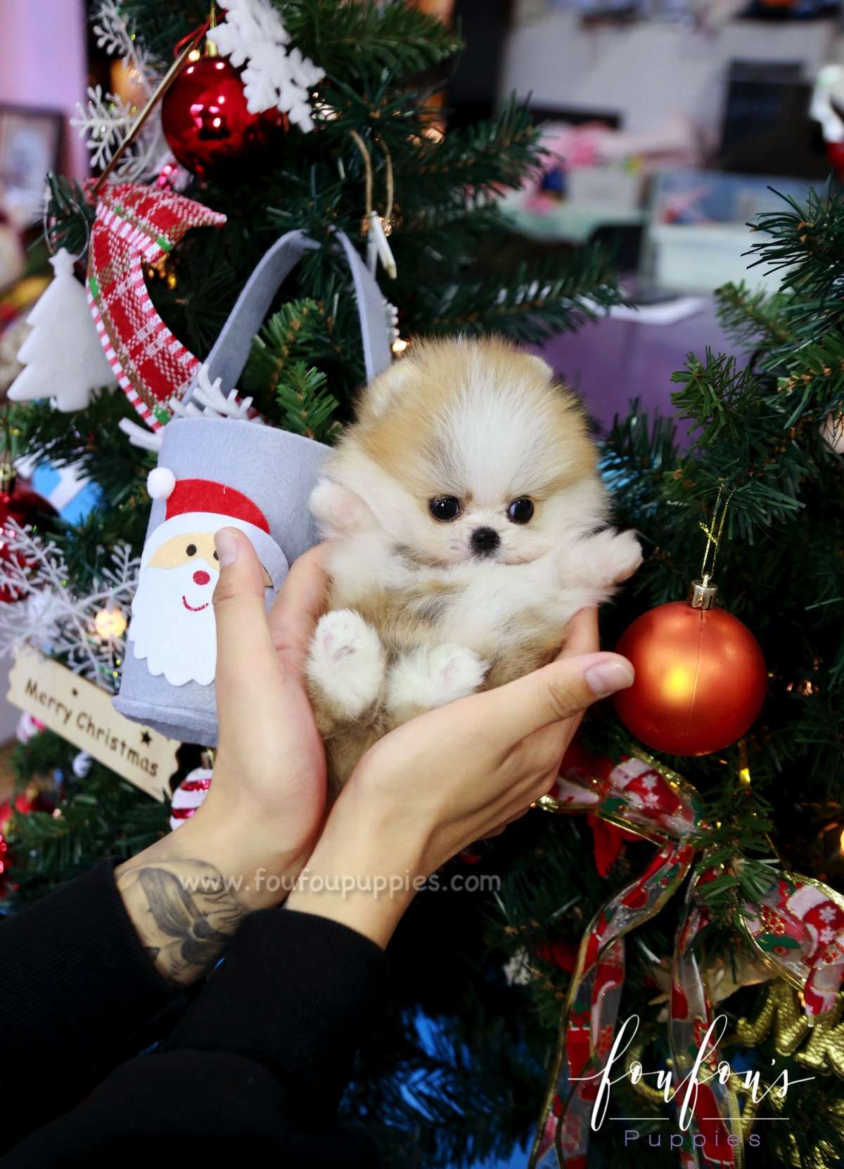 Beverly - Pomeranian M.
