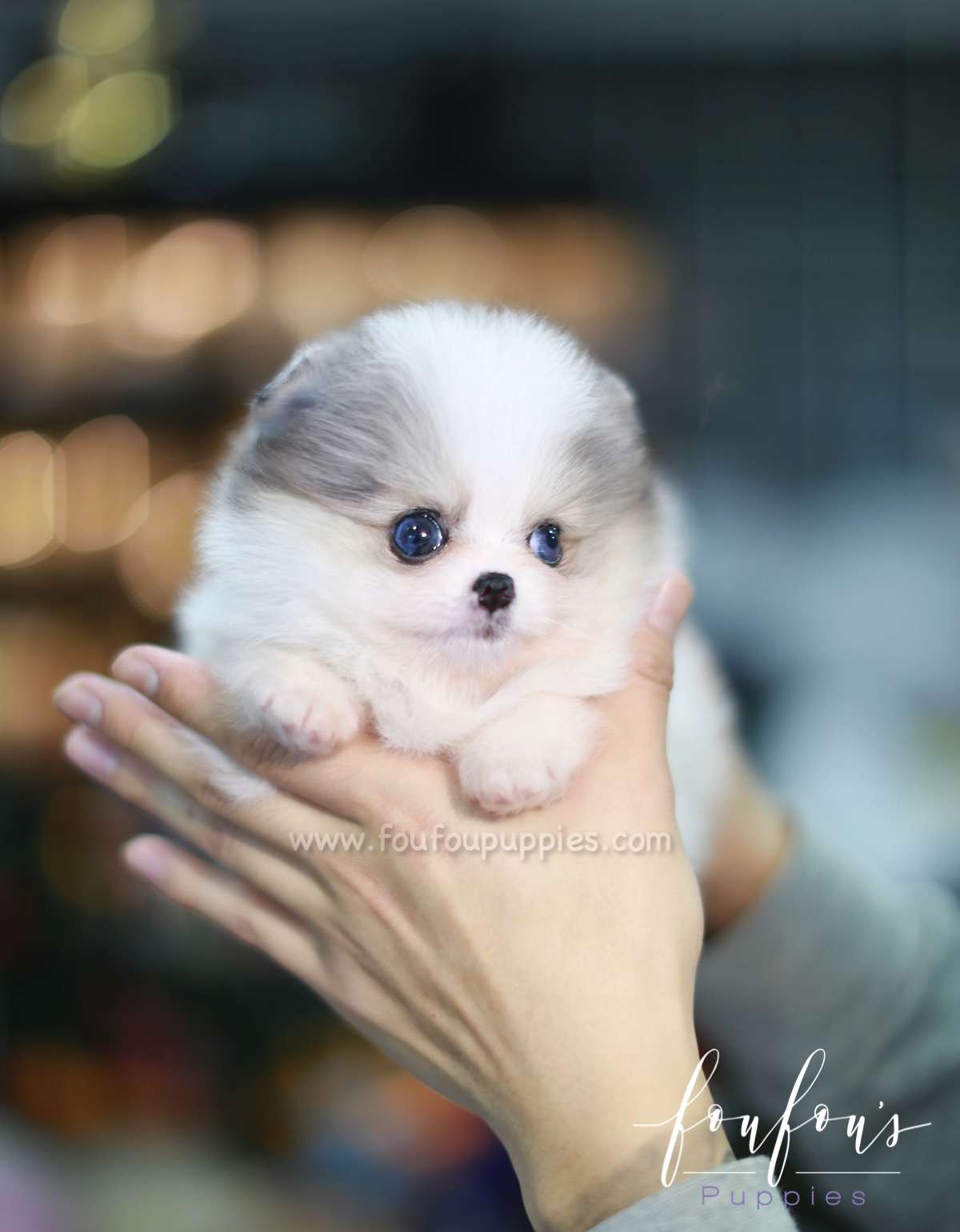 Kiwi - Pomeranian F.