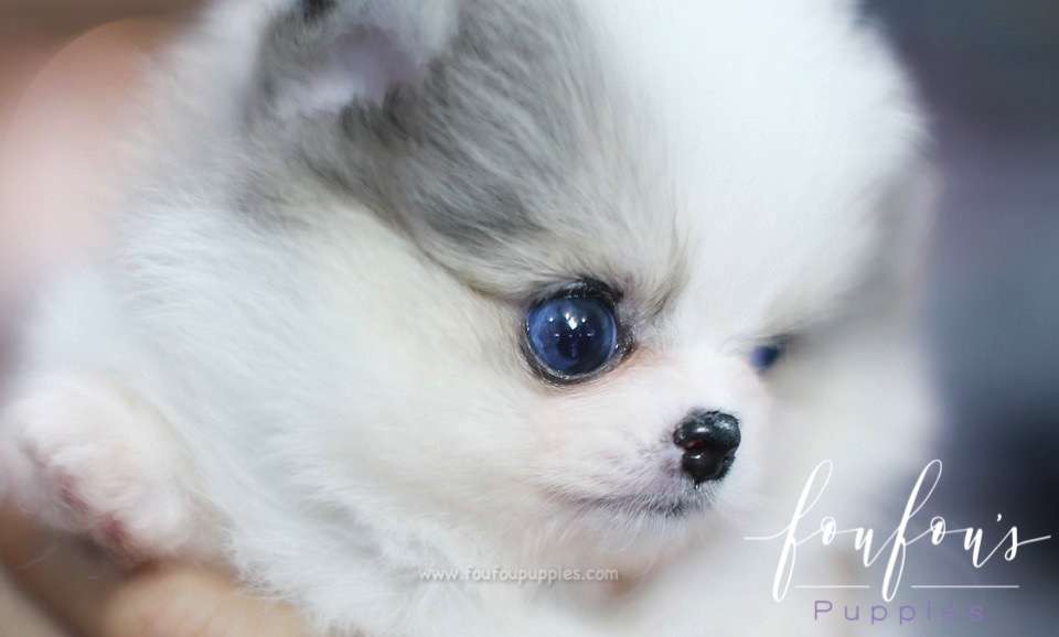 Kiwi - Pomeranian F.