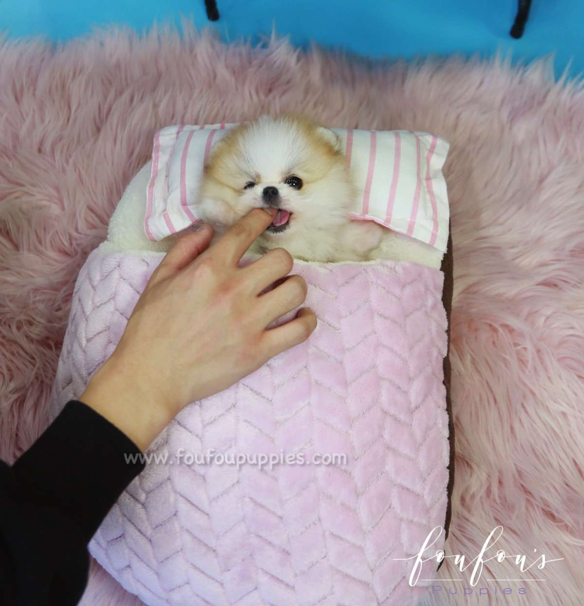Beverly - Pomeranian M.