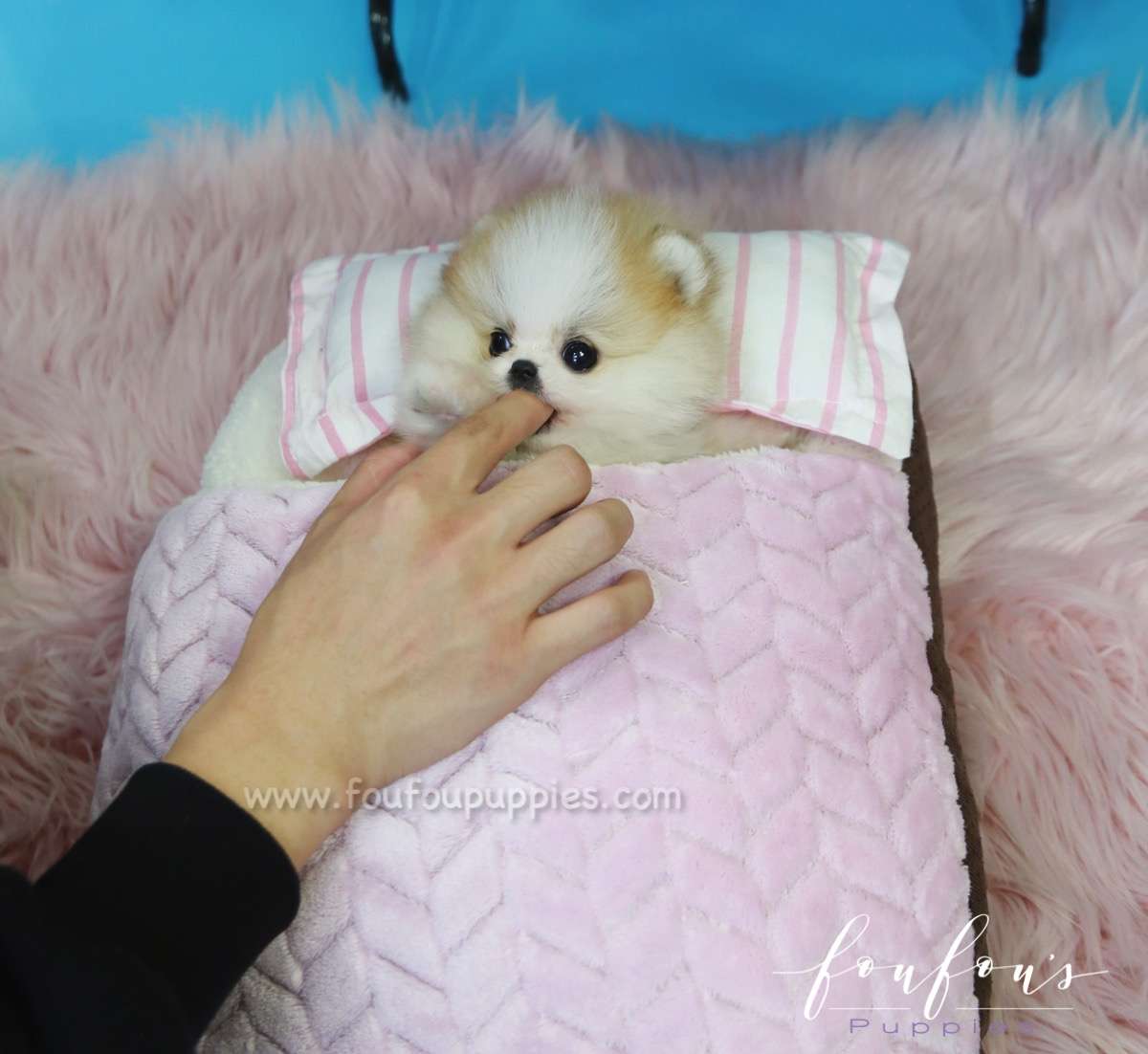 Beverly - Pomeranian M.