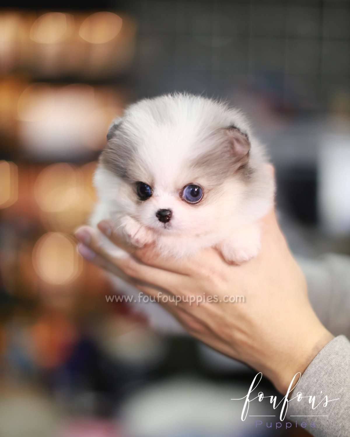 Kiwi - Pomeranian F.