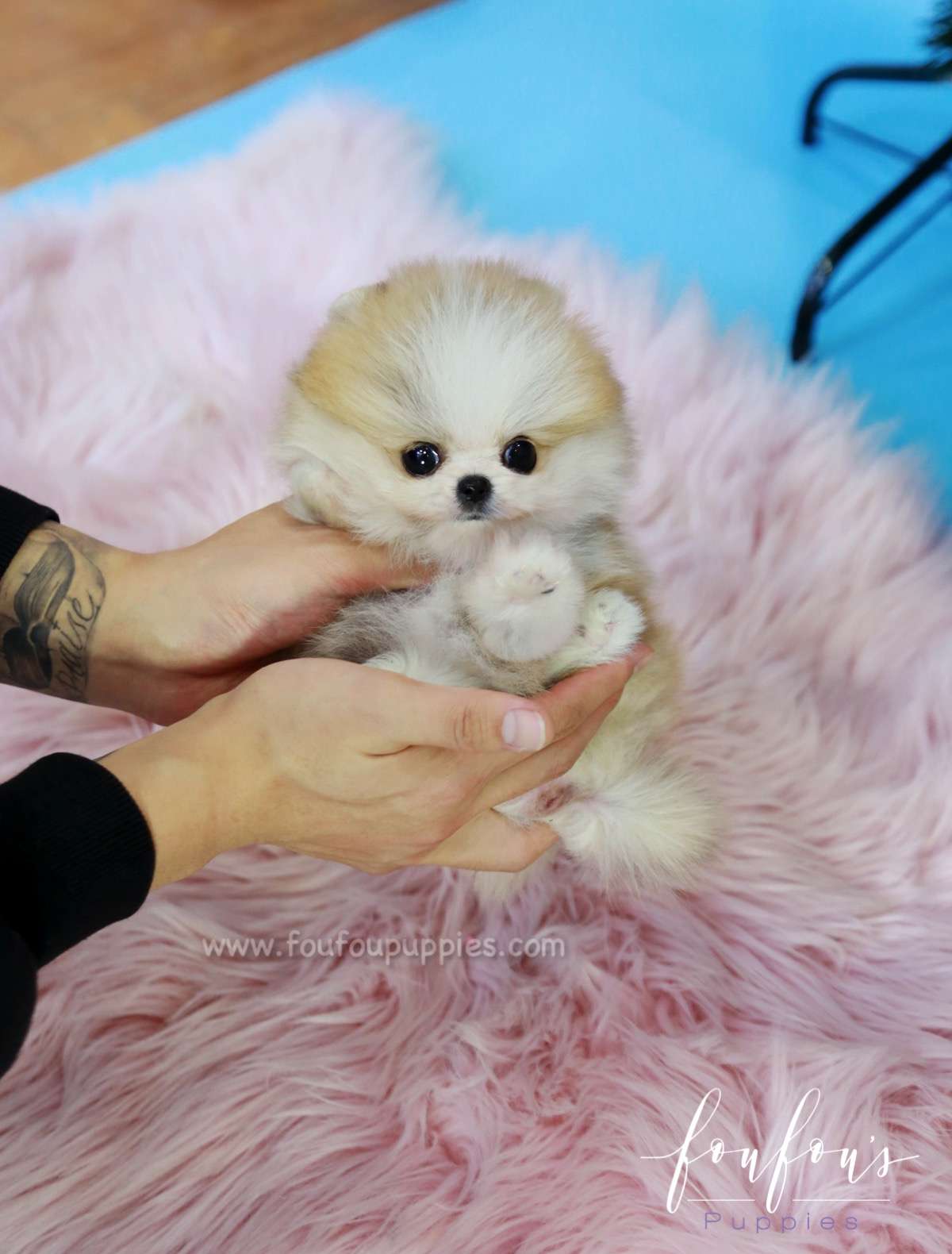 Beverly - Pomeranian M.