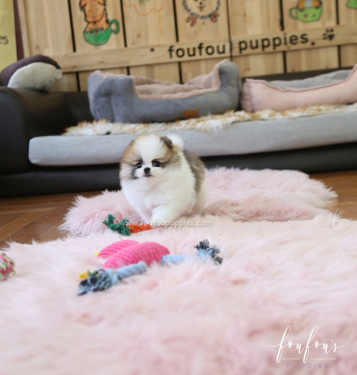 Phoebe - Pomeranian F.
