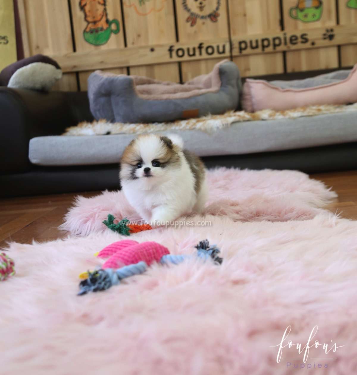 Phoebe - Pomeranian F.