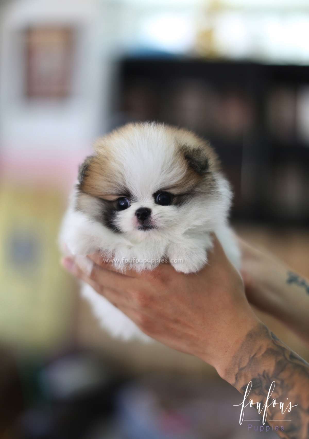 Phoebe - Pomeranian F.