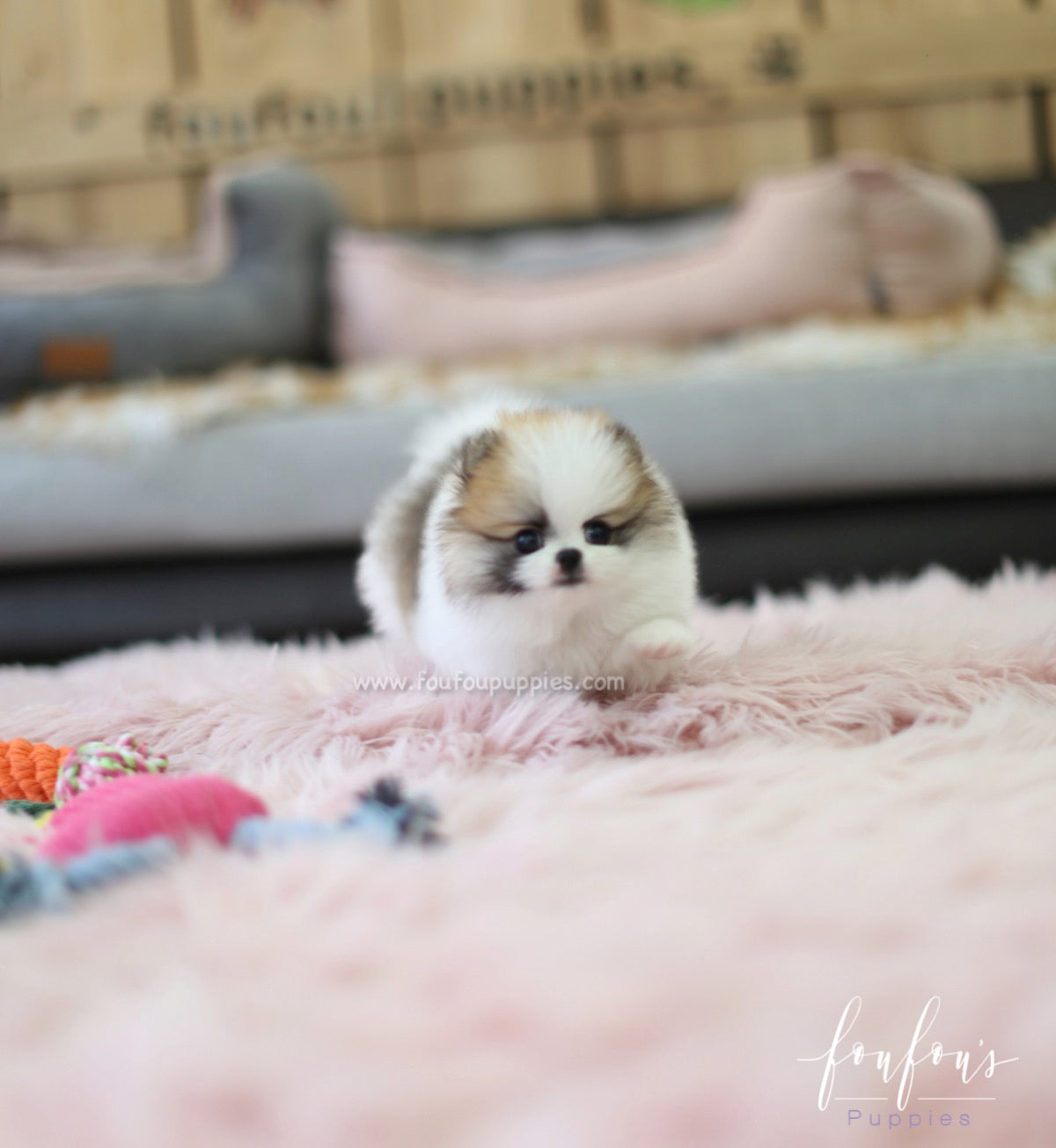 Phoebe - Pomeranian F.