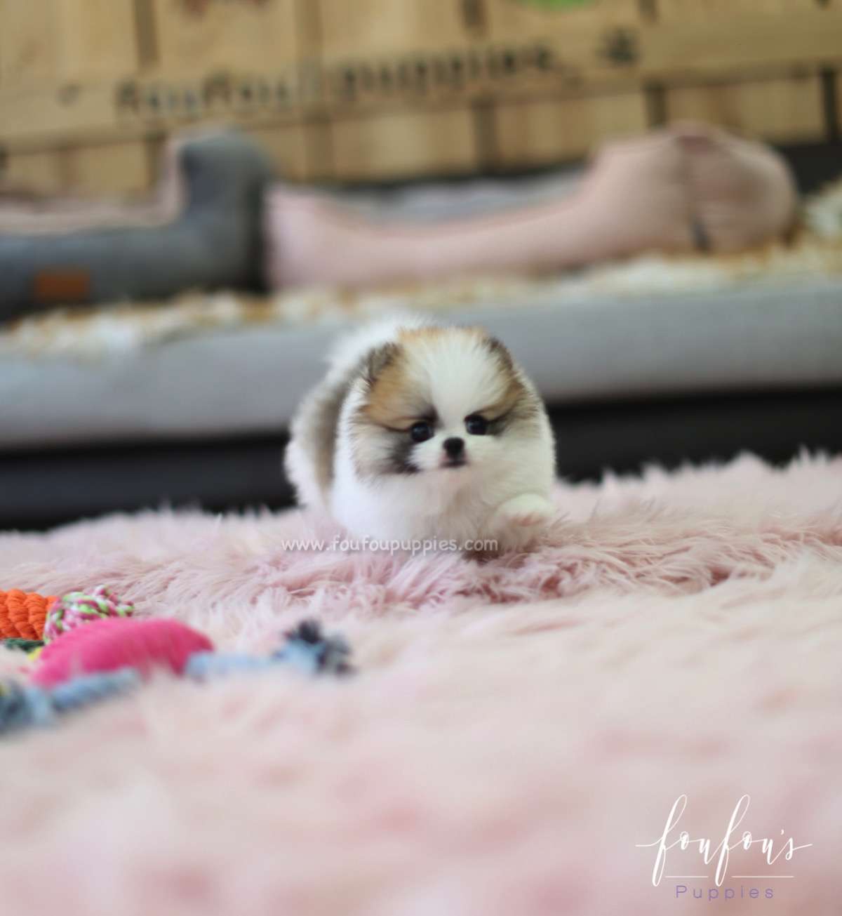 Phoebe - Pomeranian F.