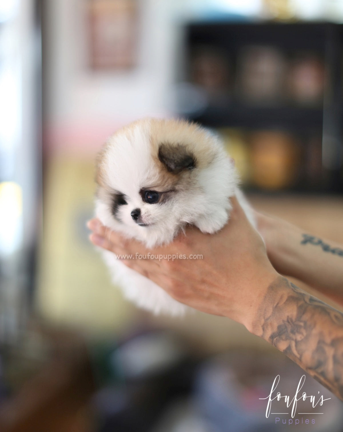 Phoebe - Pomeranian F.