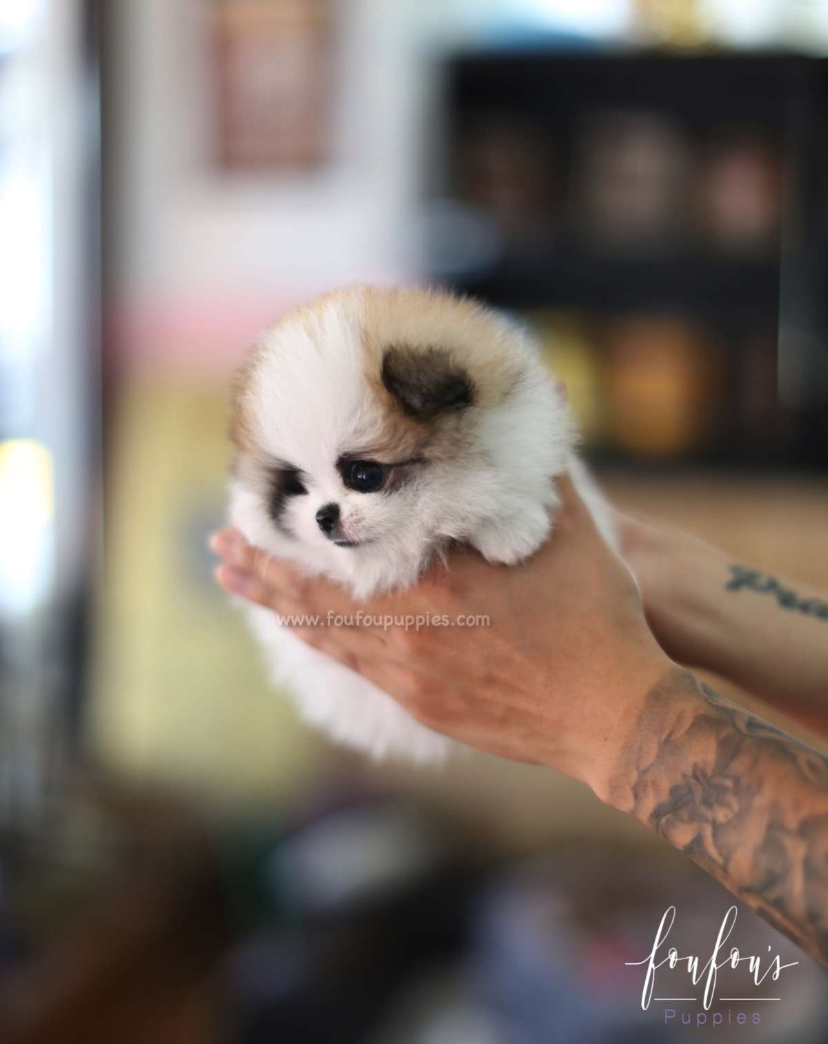 Phoebe - Pomeranian F.