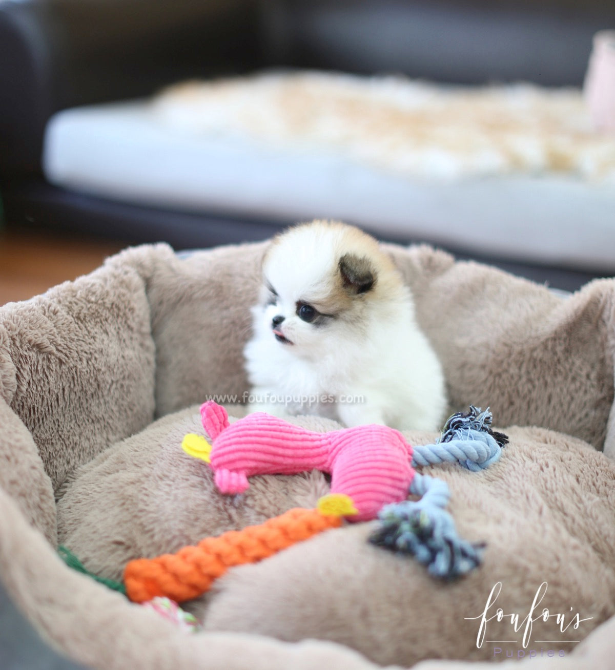 Phoebe - Pomeranian F.
