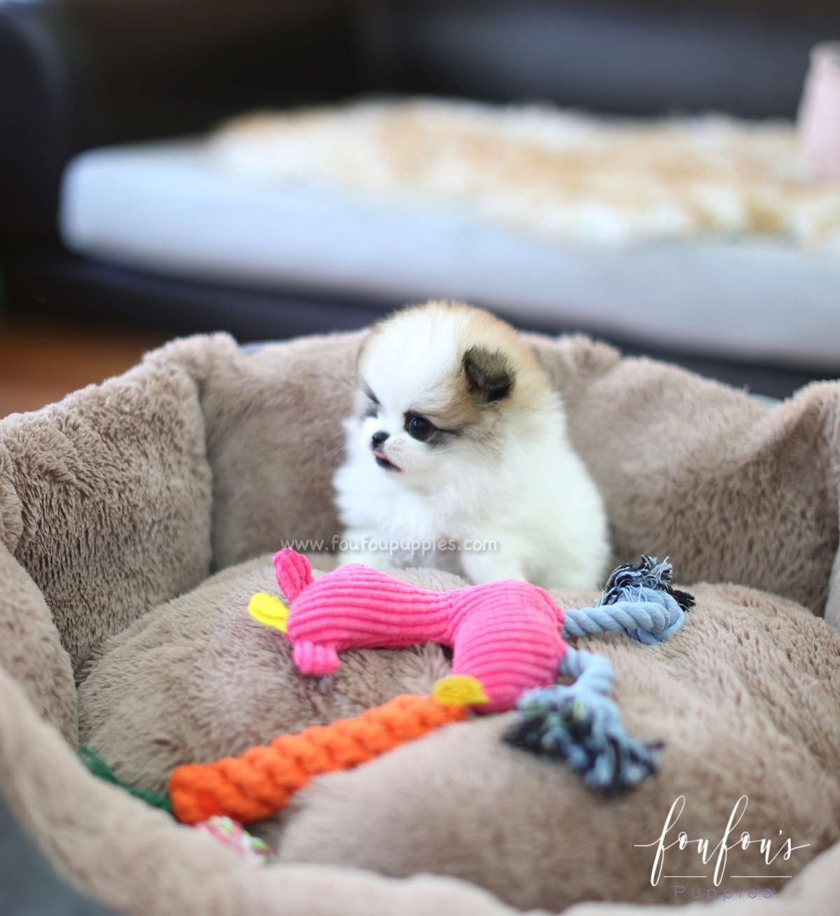 Phoebe - Pomeranian F.