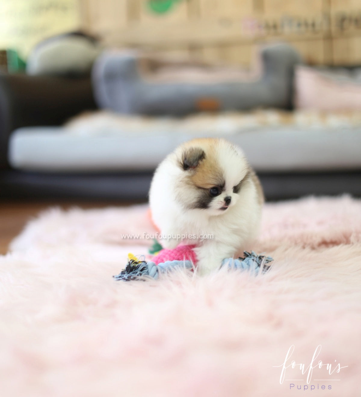 Phoebe - Pomeranian F.