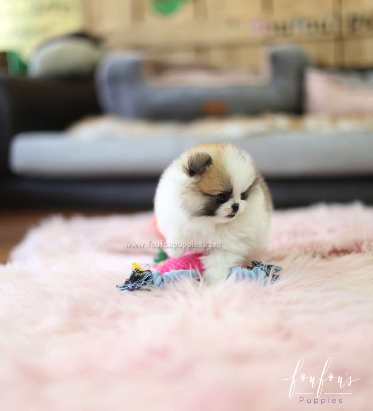 Phoebe - Pomeranian F.