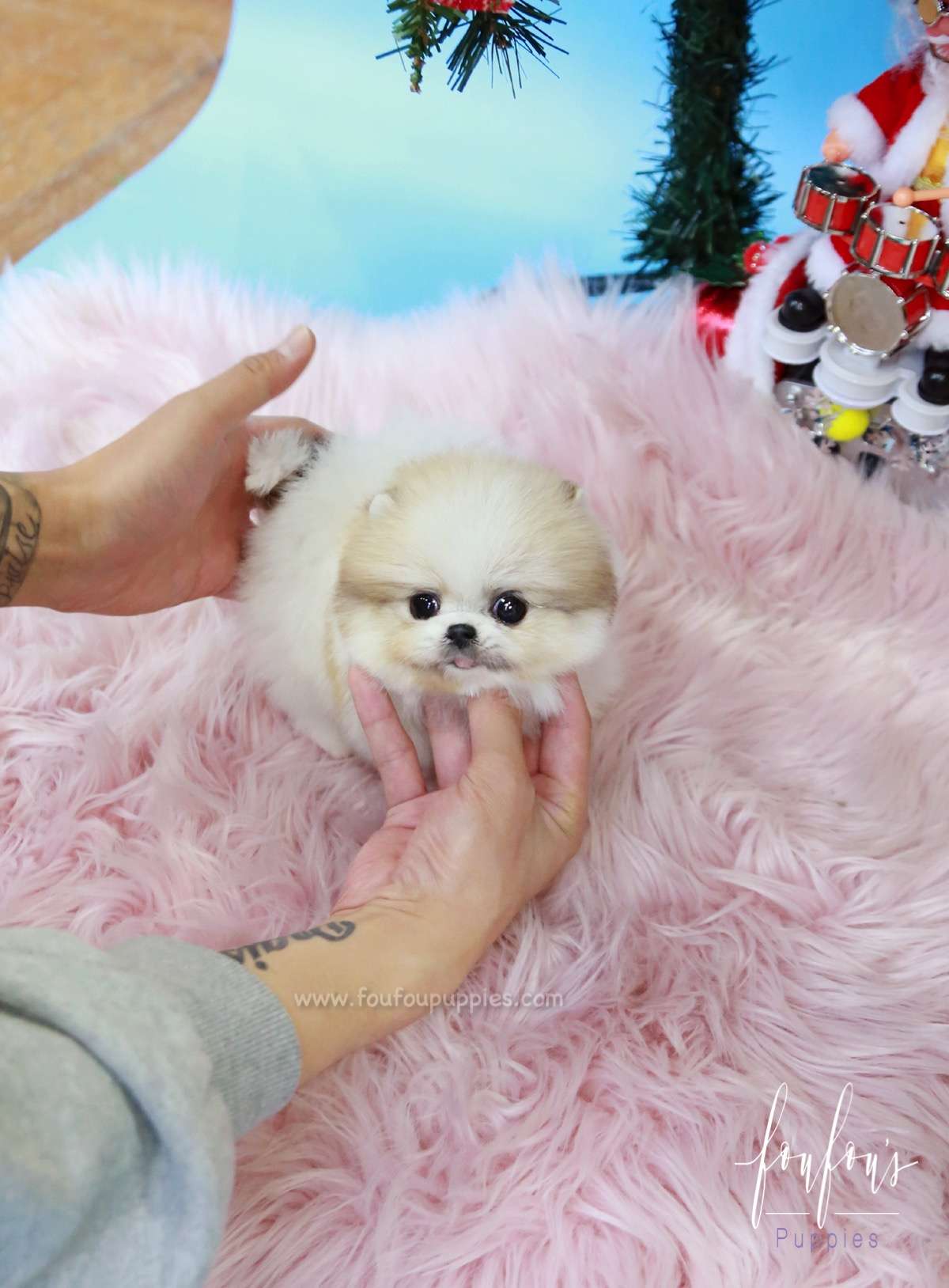 Fendi - Pomeranian F.