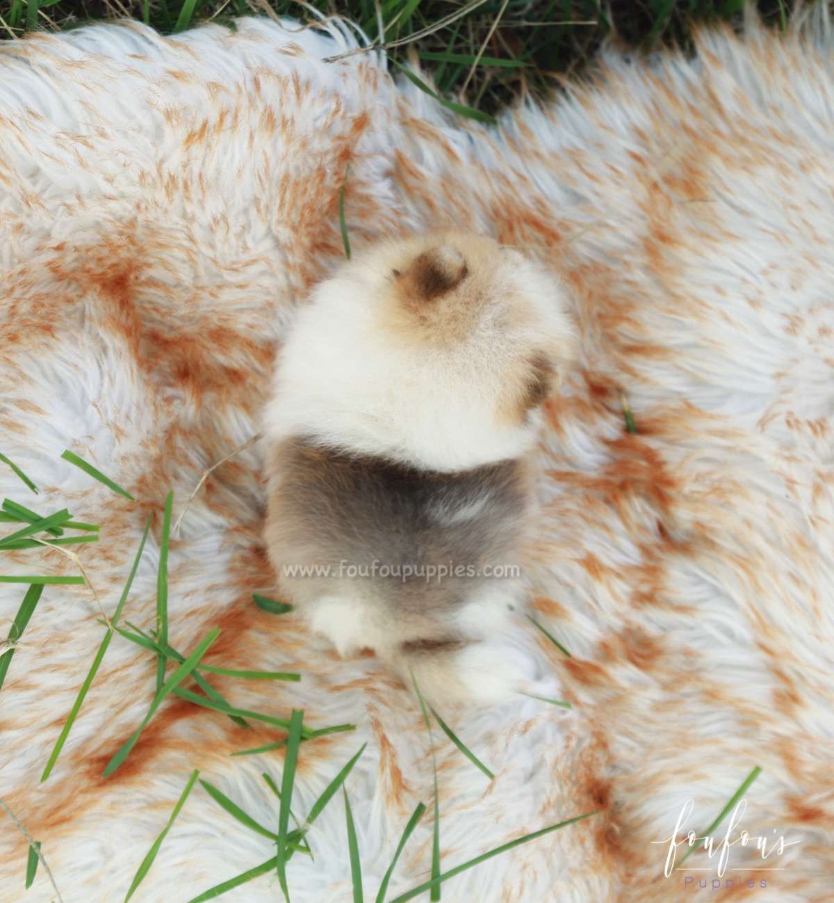 Tinkerbell - Pomeranian F.