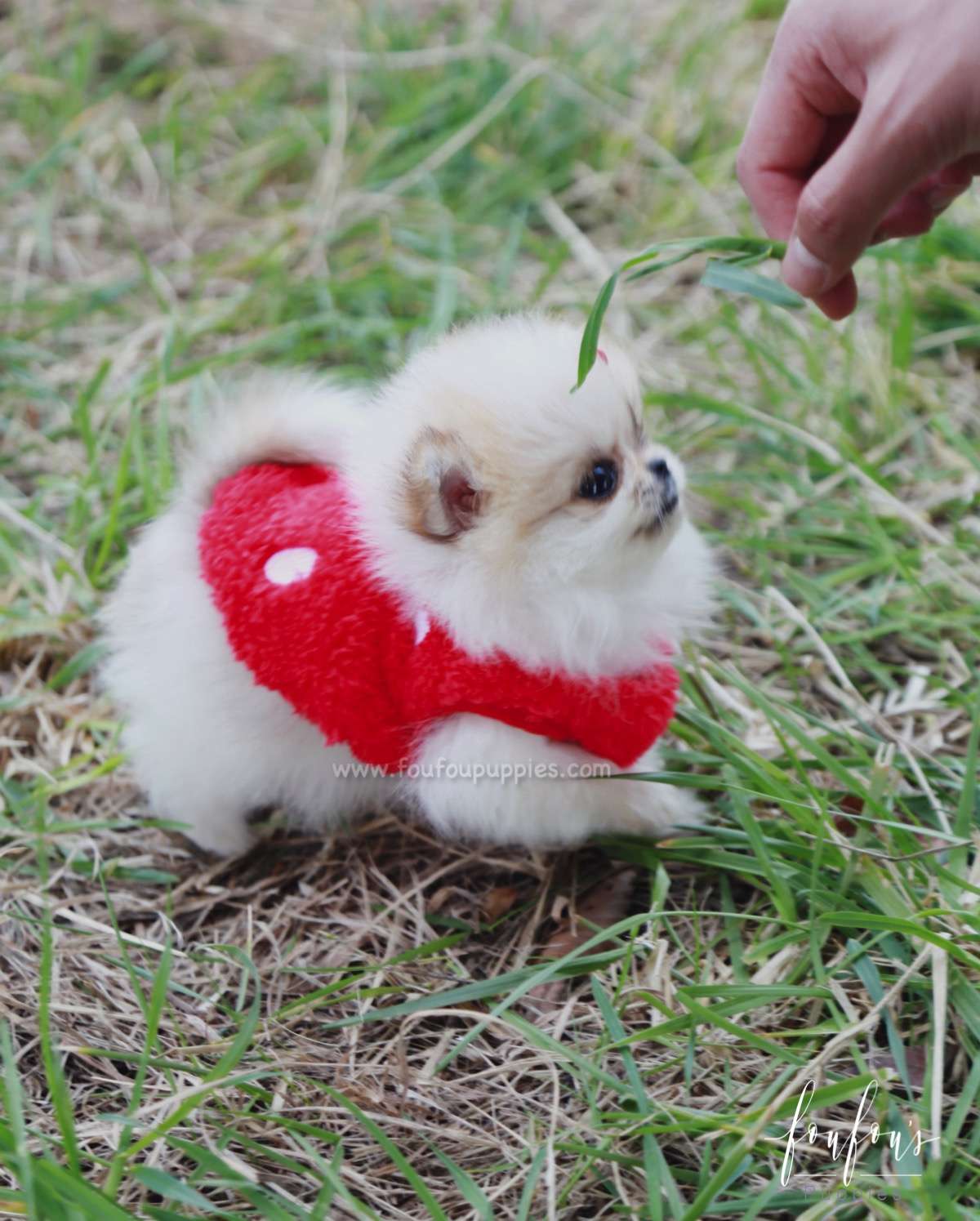 Tinkerbell - Pomeranian F.
