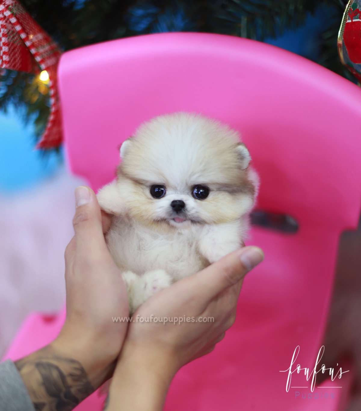 Fendi - Pomeranian F.