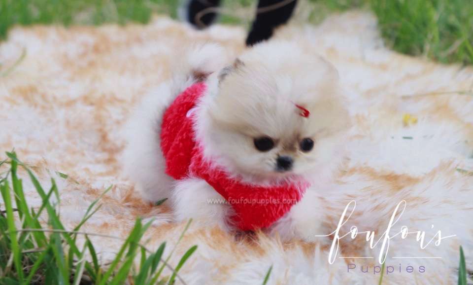 Tinkerbell - Pomeranian F.