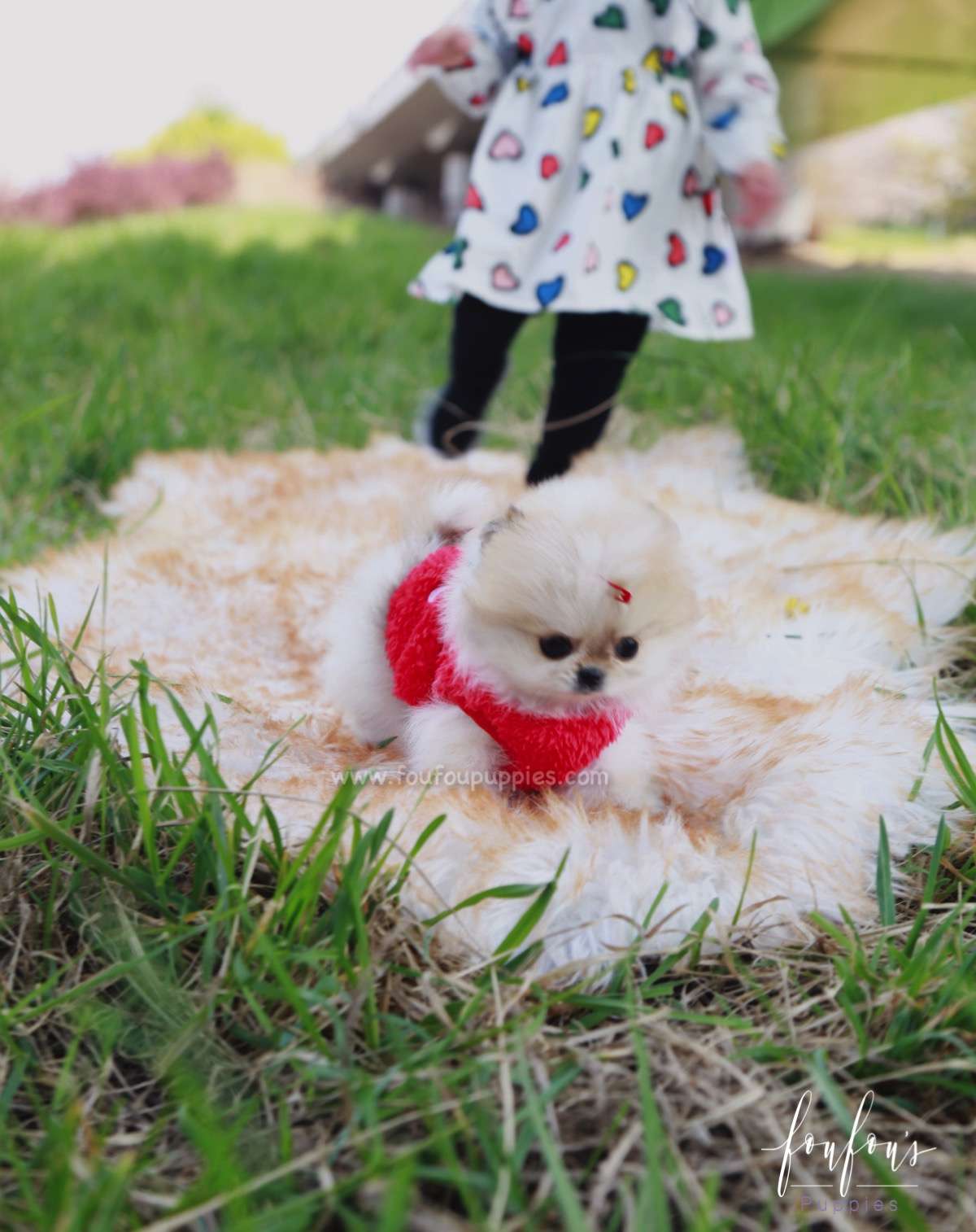 Tinkerbell - Pomeranian F.