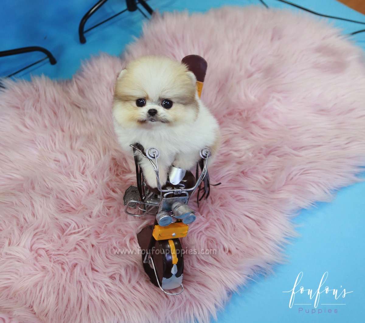 Fendi - Pomeranian F.