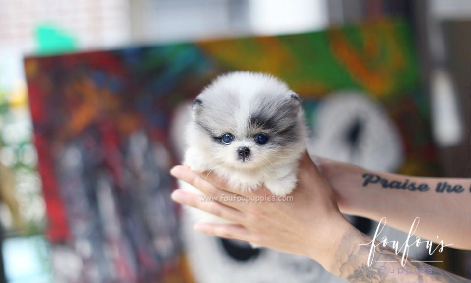 South Africa Teacup Toy Poms For Sale Pomeranian For Sale In The