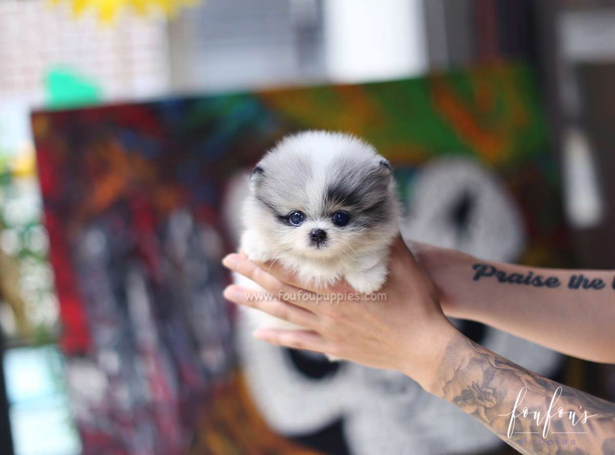 BB - Pomeranian M.