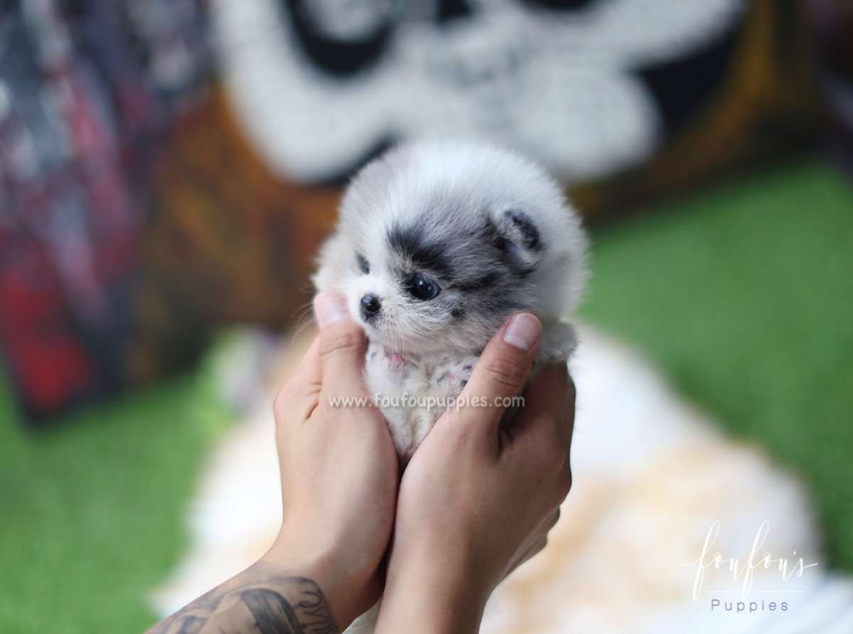 BB - Pomeranian M.