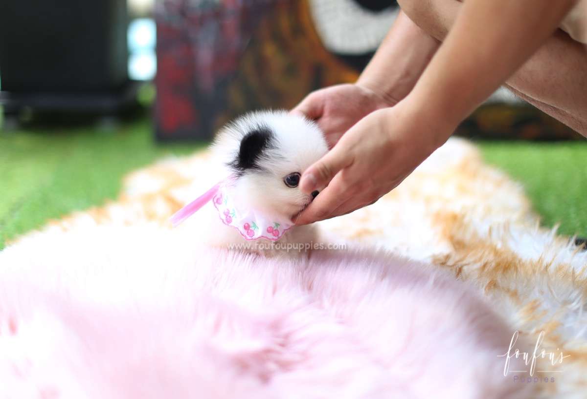 Bandit - Pomeranian M.