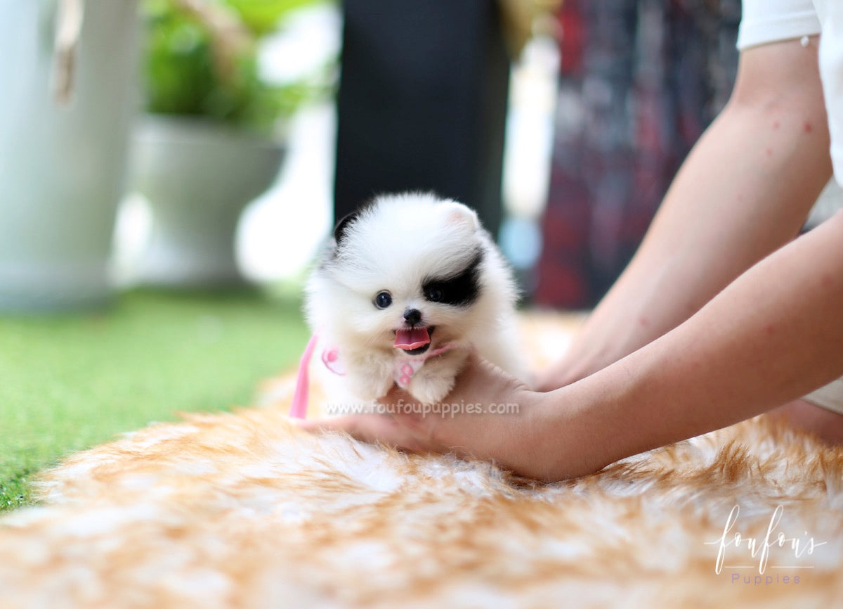 Bandit - Pomeranian M.