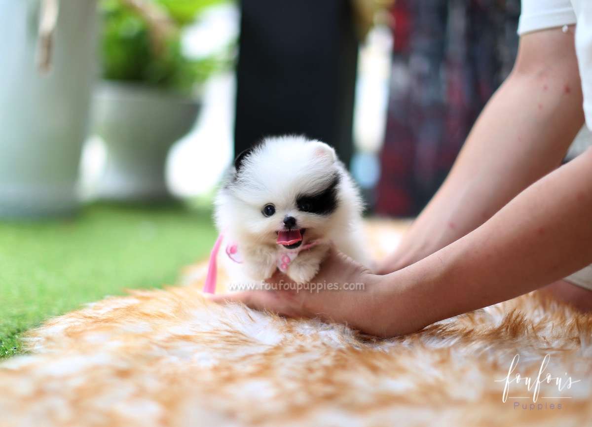 Bandit - Pomeranian M.