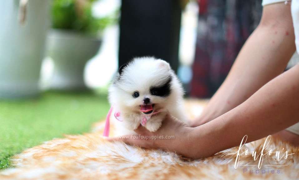 Bandit - Pomeranian M.