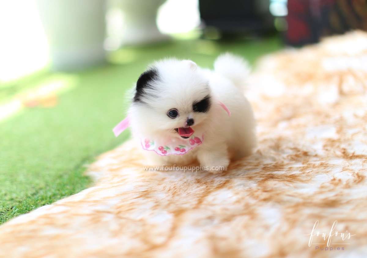 Bandit - Pomeranian M.