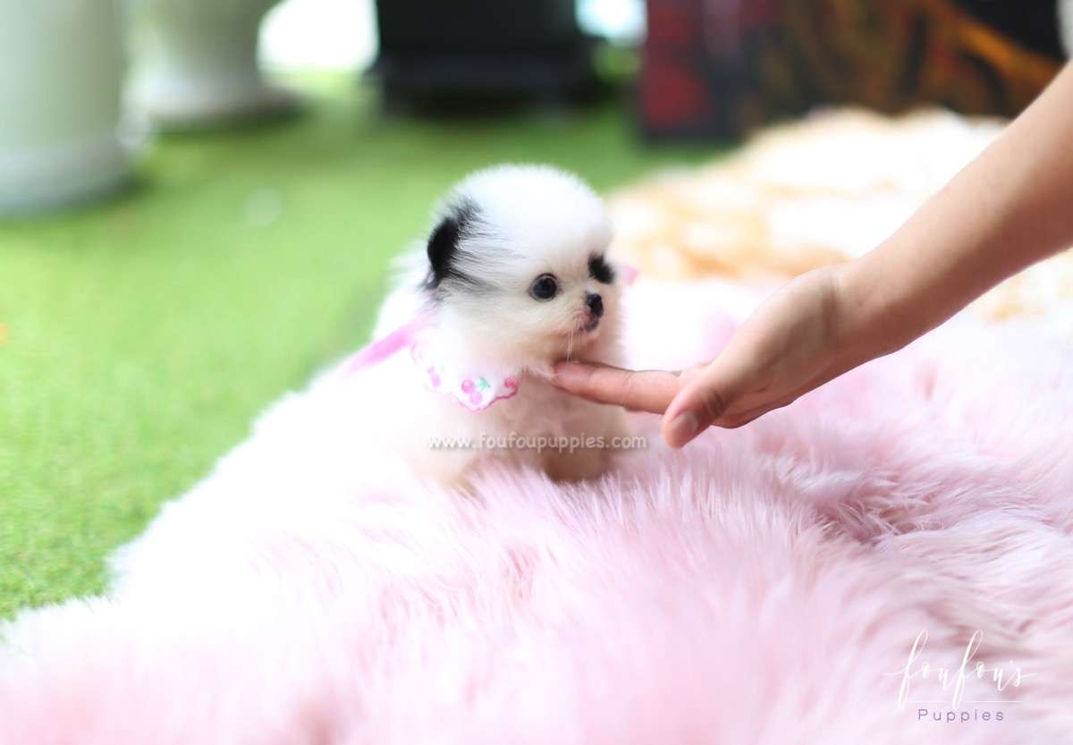 Bandit - Pomeranian M.