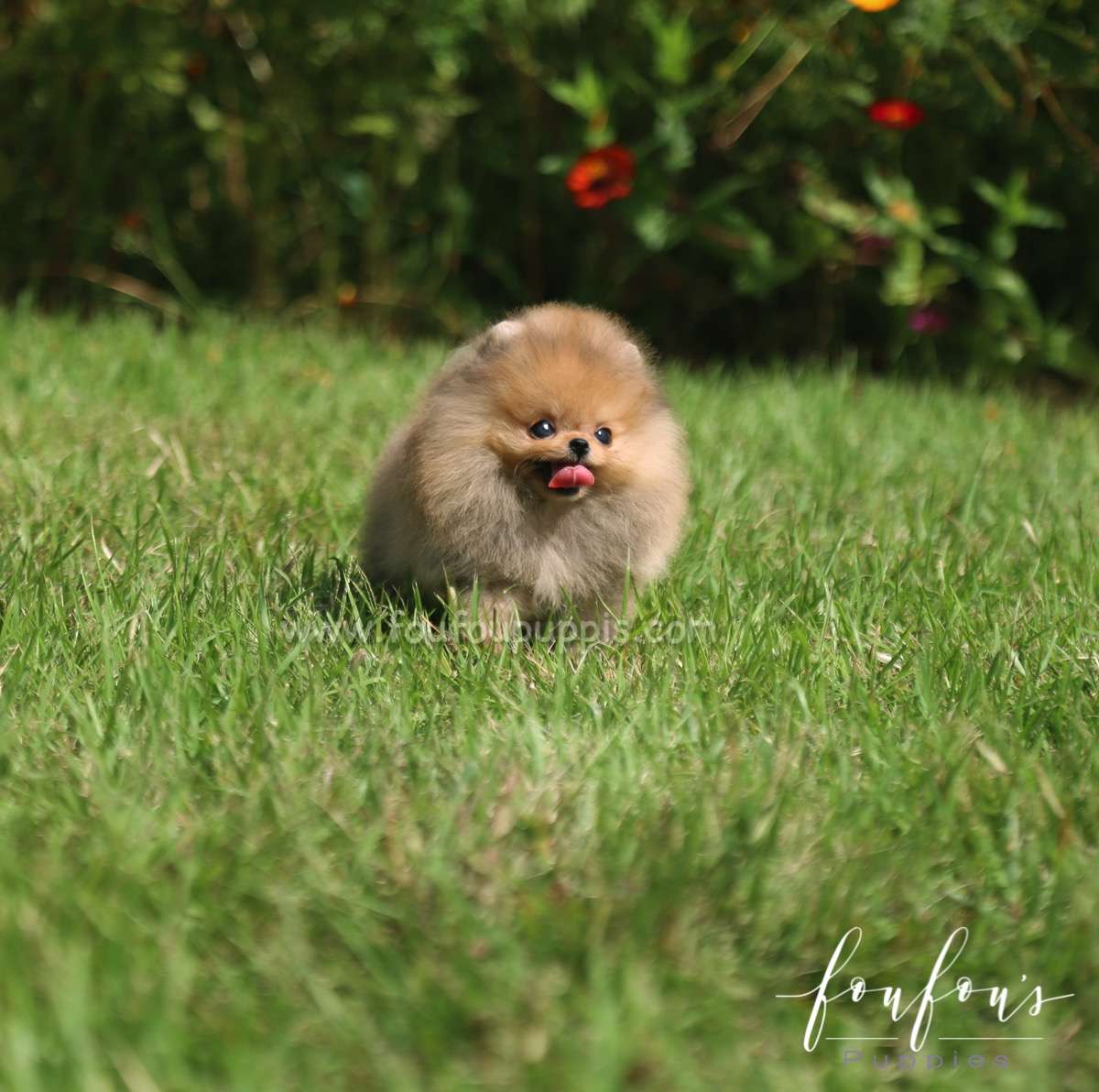 Peanut - Pomeranian M.