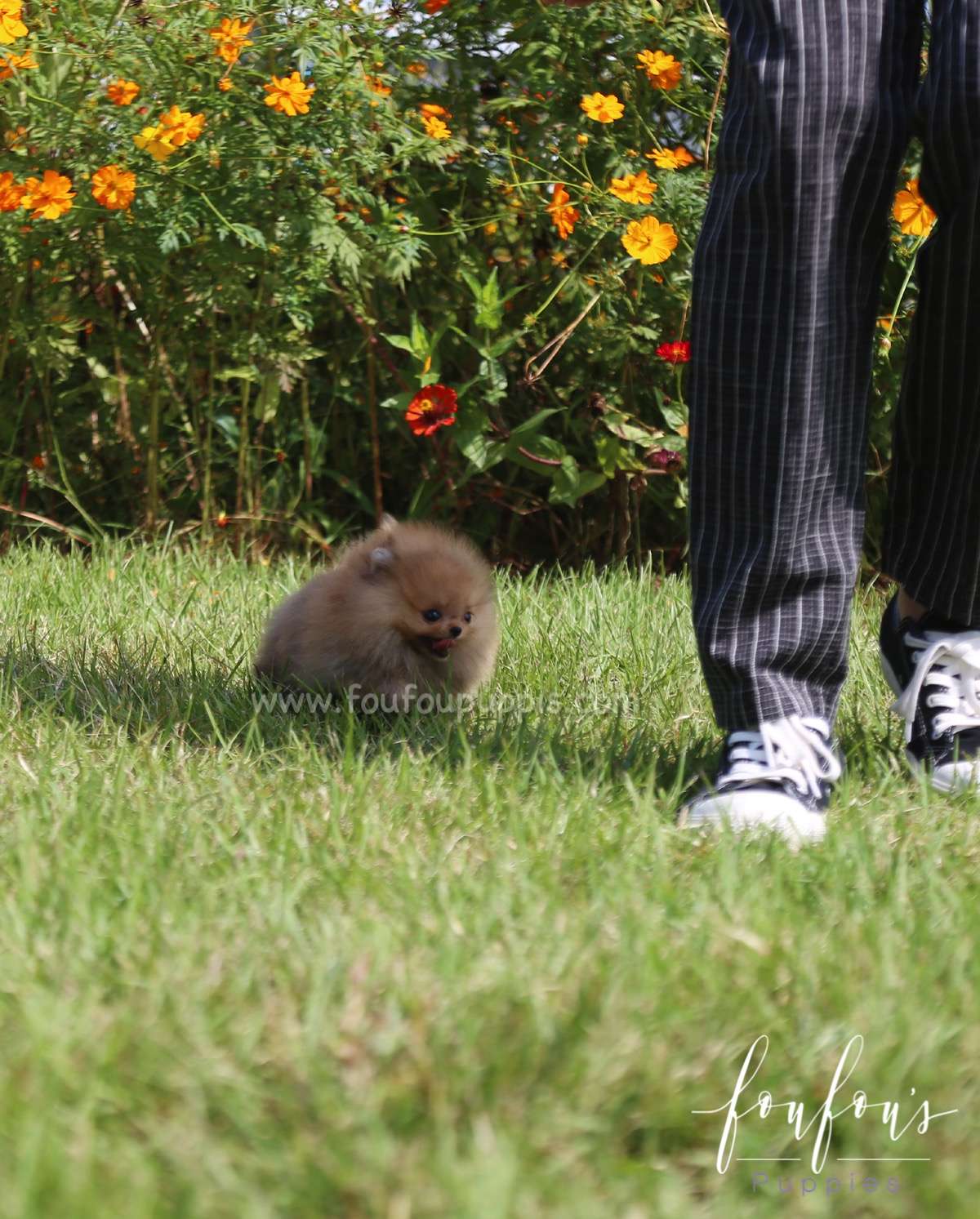 Peanut - Pomeranian M.